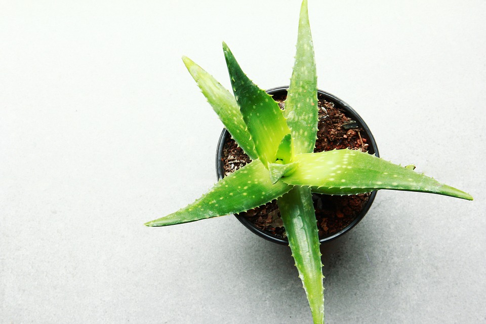 4 Ways Aloe Vera Benefits Your Health and Aids Weight Loss